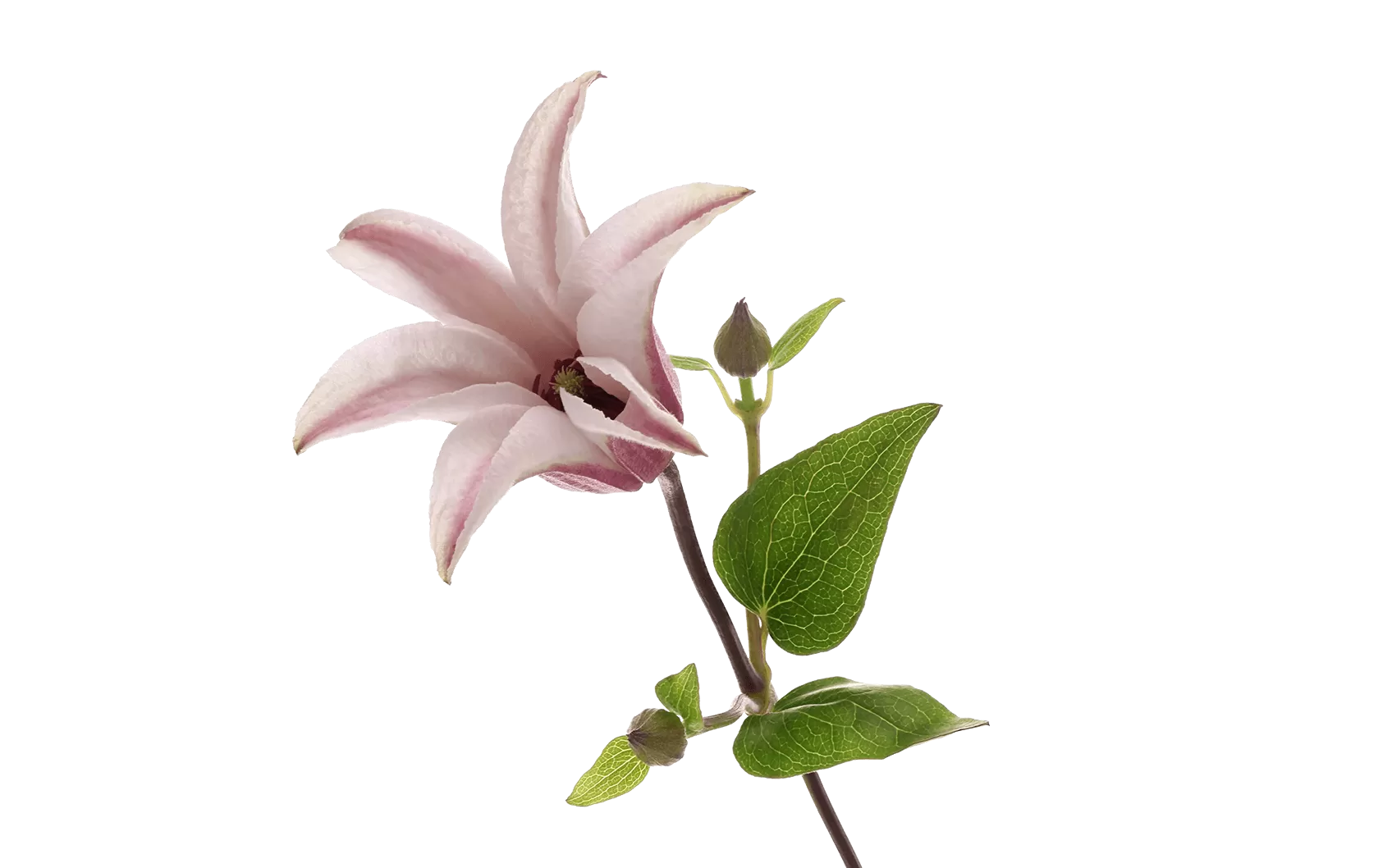 Filigree Clematis (Clematis 'Filigree'): Exquisite and